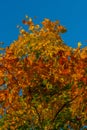 Beautiful autumn maple with red, orange, yellow and green leaves Ã¢â¬â a fragment of a tree on the background of a clear blue sky Royalty Free Stock Photo